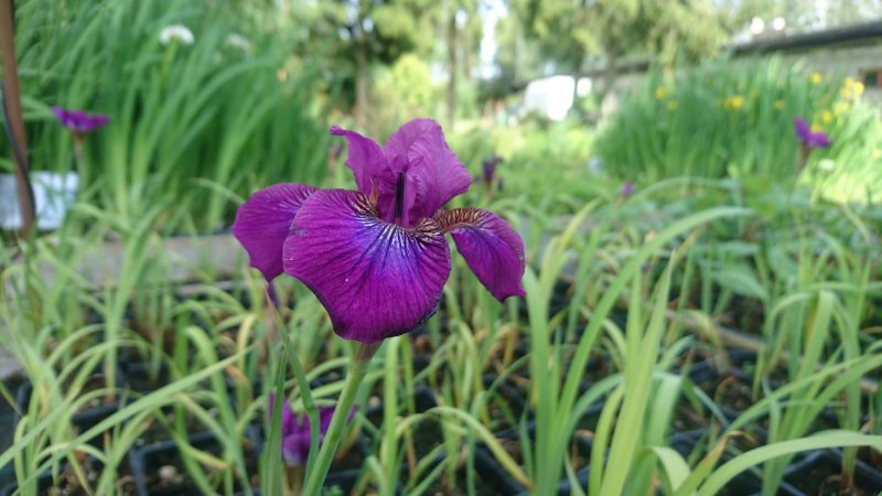 Iris sibirica 'Omars Cup'